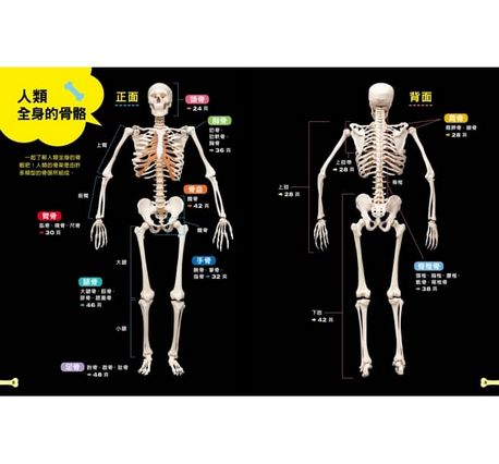 骨頭的祕密：徹底了解人體的構造！